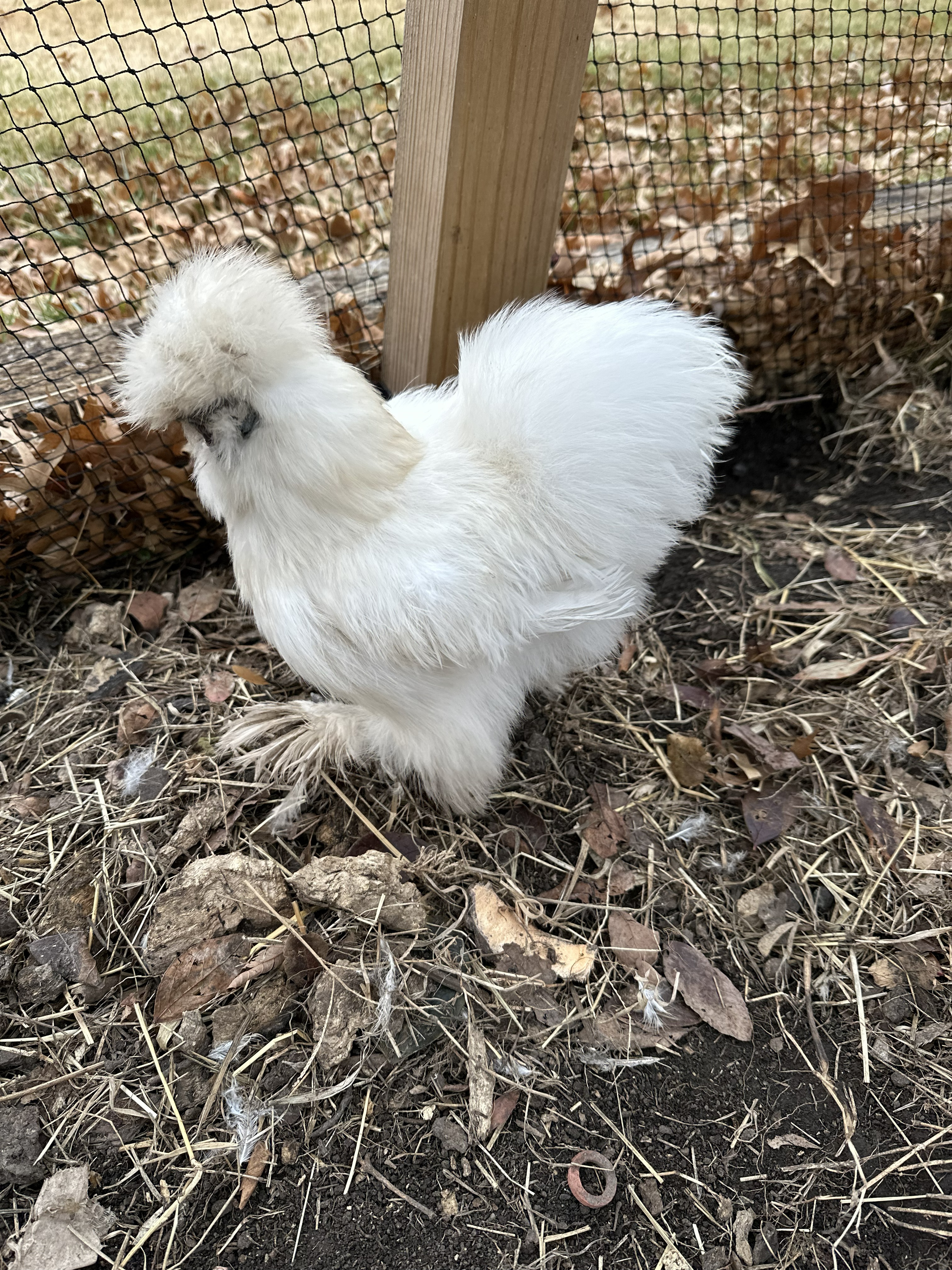 Patty the Silkie chicken